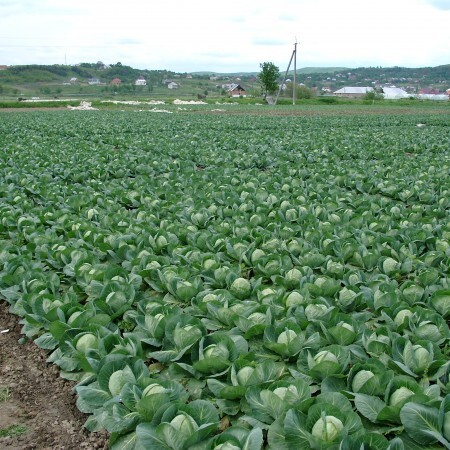 Адема F1 семена капусты белокочанной