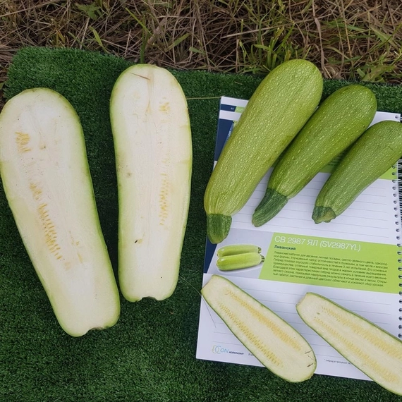 СВ 2987 ЯЛ F1 семена кабачка 500 штук