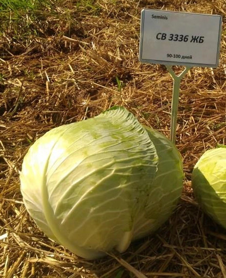 СВ 3336 ЖБ F1 семена белокочанной капусты 2500 штук