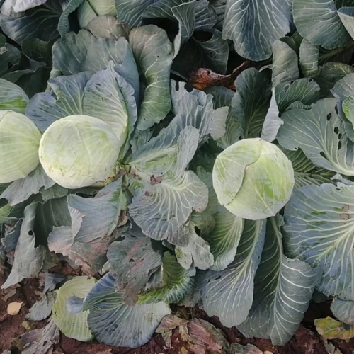 Аммон F1 семена белокочанной капусты 2500 штук