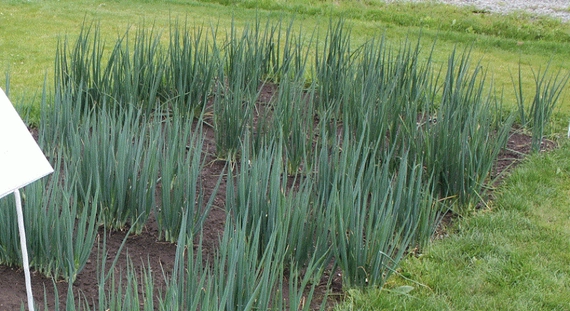 Байя Верде F1 семена лука на перо