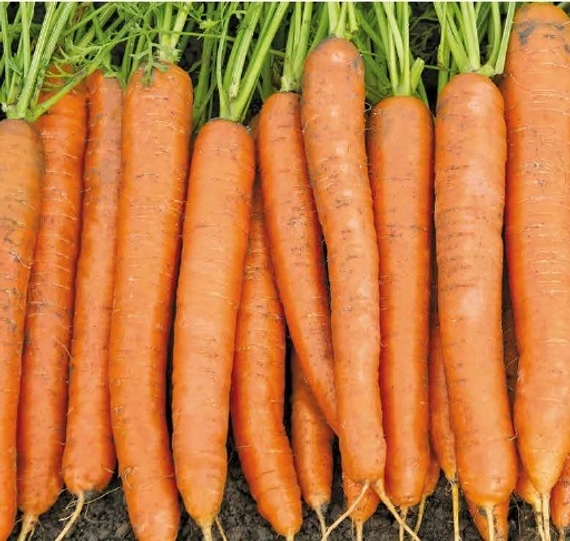 Карлано F1 семена моркови