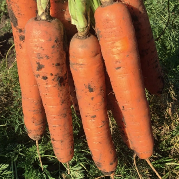Карруба F1 семена моркови