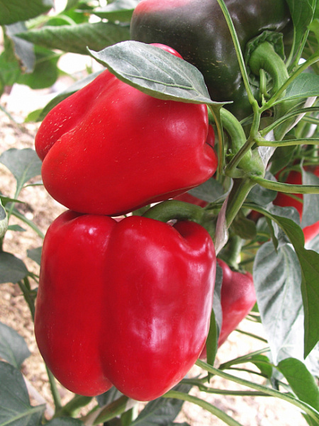 Аристотель ЭКС 3 Р F1 семена сладкого перца 500 штук