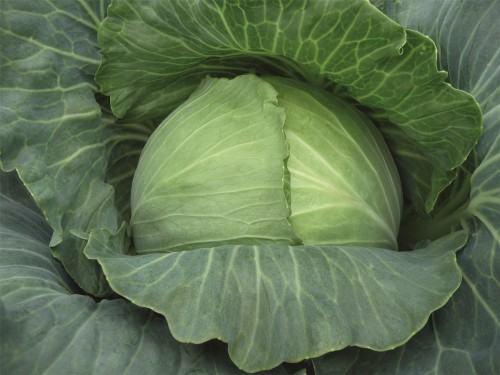 Рамада F1 семена белокочанной капусты 2500 штук