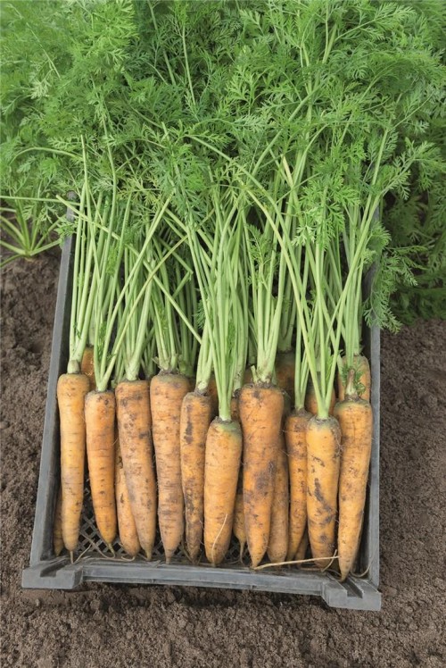 Еллоустоун F1 семена моркови 100 000 штук