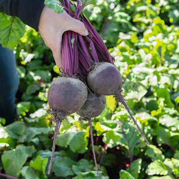 Бохан F1 семена свеклы 50 000 штук