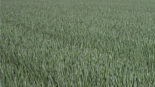 Перформер F1 семена лука на перо