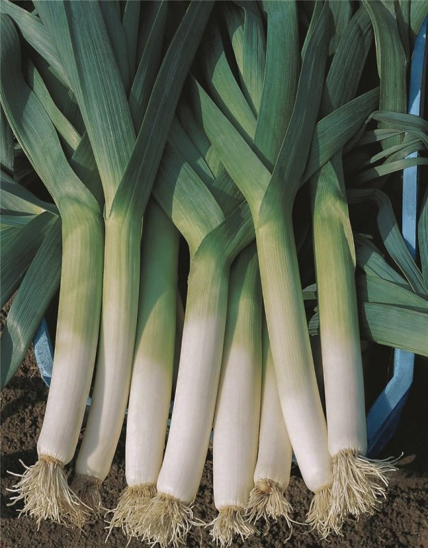 Ланцелот семена лука-порея 10 000 штук