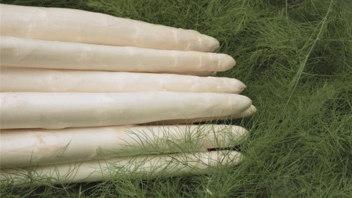 Кумулус F1 спаржа 500 семян