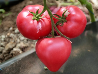 Астериус F1 томат 500 семян