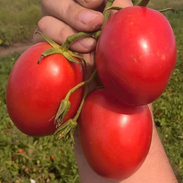 Фрегатта F1 томат 1000 семян