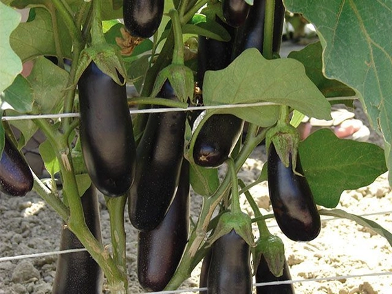 Дестан F1 баклажан 5 грамм