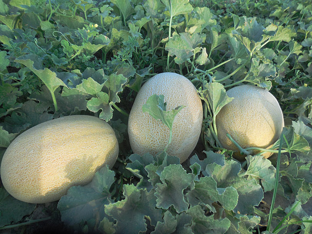 Лукстар F1 дыня 500 семян