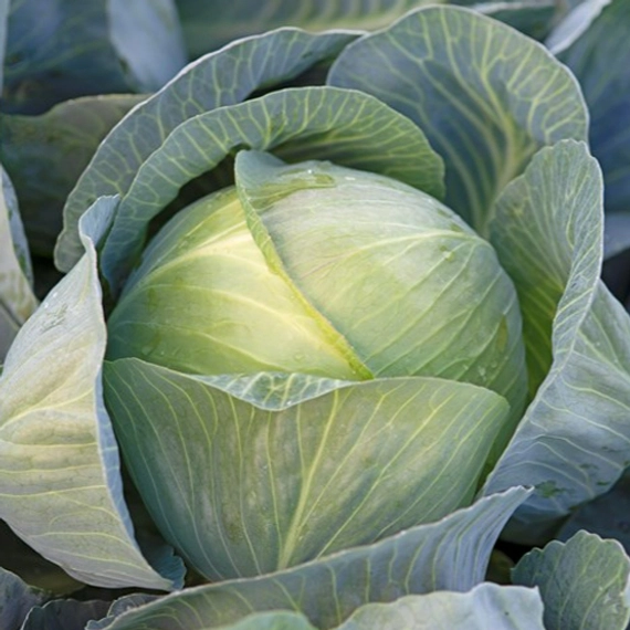 Короната F1 капуста белокочанная 2500 семян