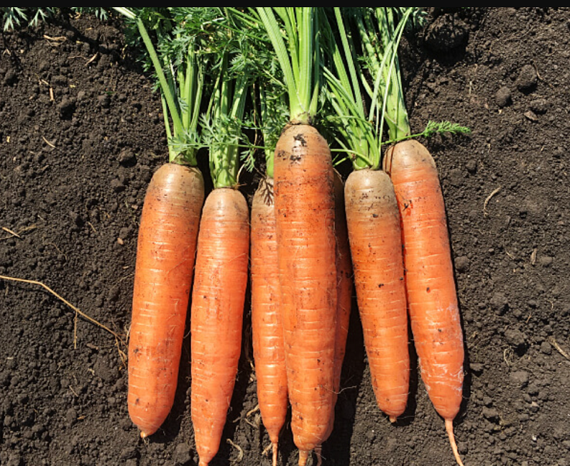 Коралина F1 морковь 100 000 семян