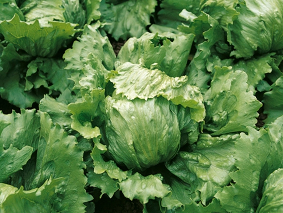 Даймонд салат айсберг 5000 семян