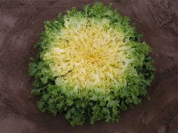 Бекеле эндивий 5000 семян