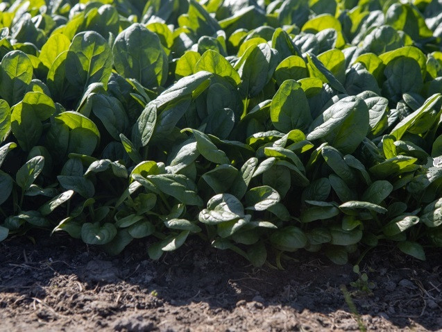 Акадия F1 шпинат