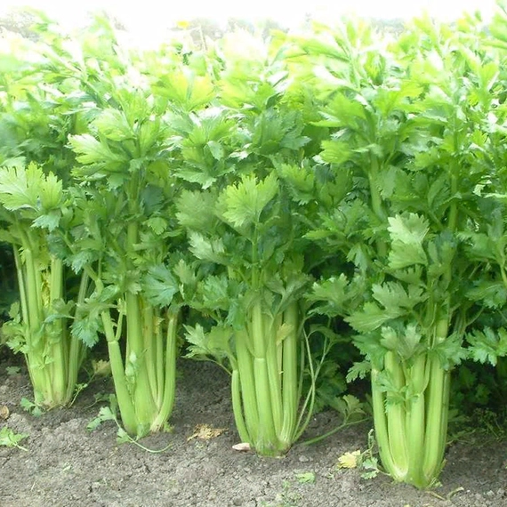 Сиенна F1 сельдерей 2500 семян