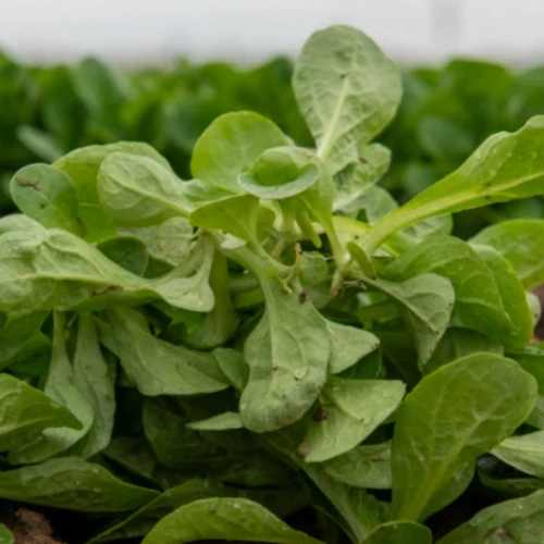 Бонвита корн-салат 250 000 семян