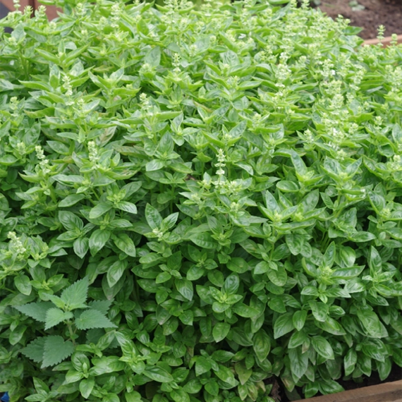 Мариан базилик 250 000 семян