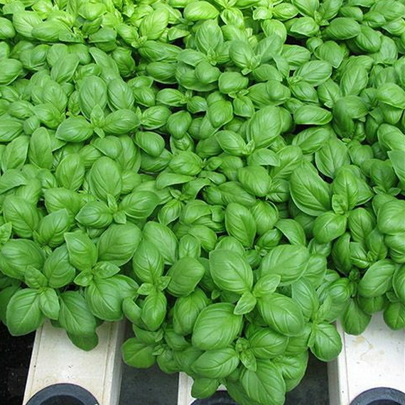 Мариан базилик 250 000 семян