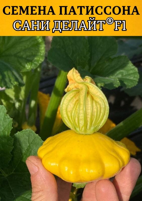 Сани Делайт F1 семена патиссона