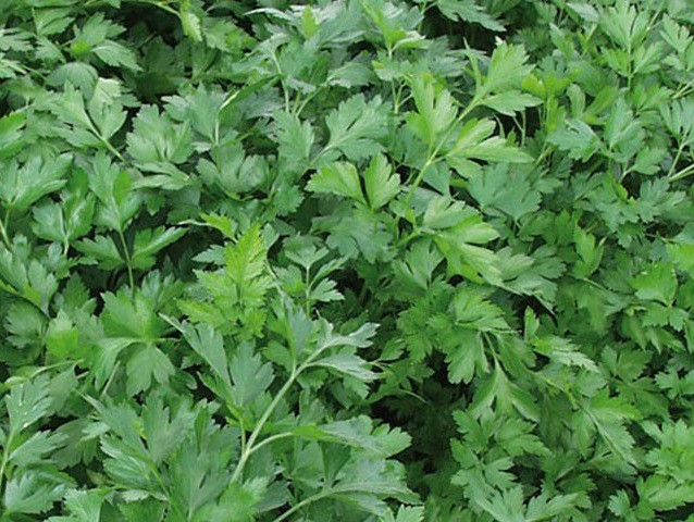 Топит петрушка 250 000 семян