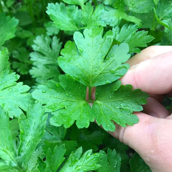 Итальянский Гигант петрушка 250 000 семян