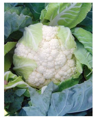 Кастор F1 капуста пекинская 1000 семян