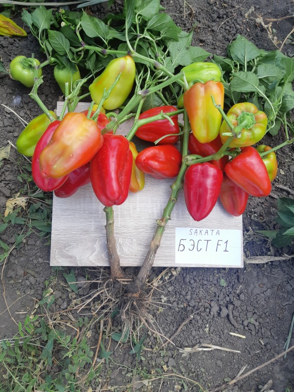 Бэст F1 перец сладкий 500 семян