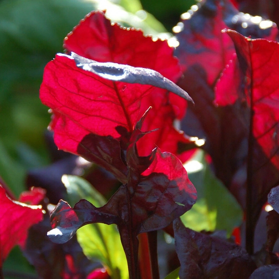 Булз Блад Скарлетта мангольд 50 000 семян