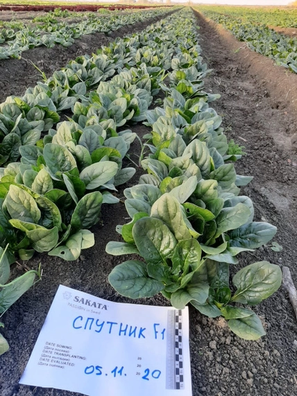 Спутник F1 шпинат 50 000 семян