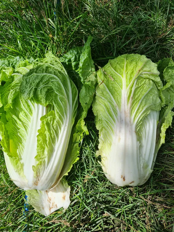 Сага F1 капуста пекинская 2500 семян