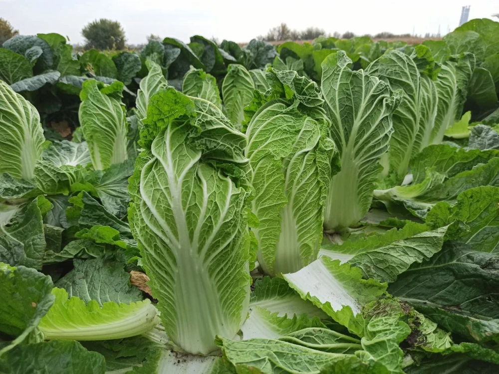 Оптима F1 капуста пекинская 2500 семян