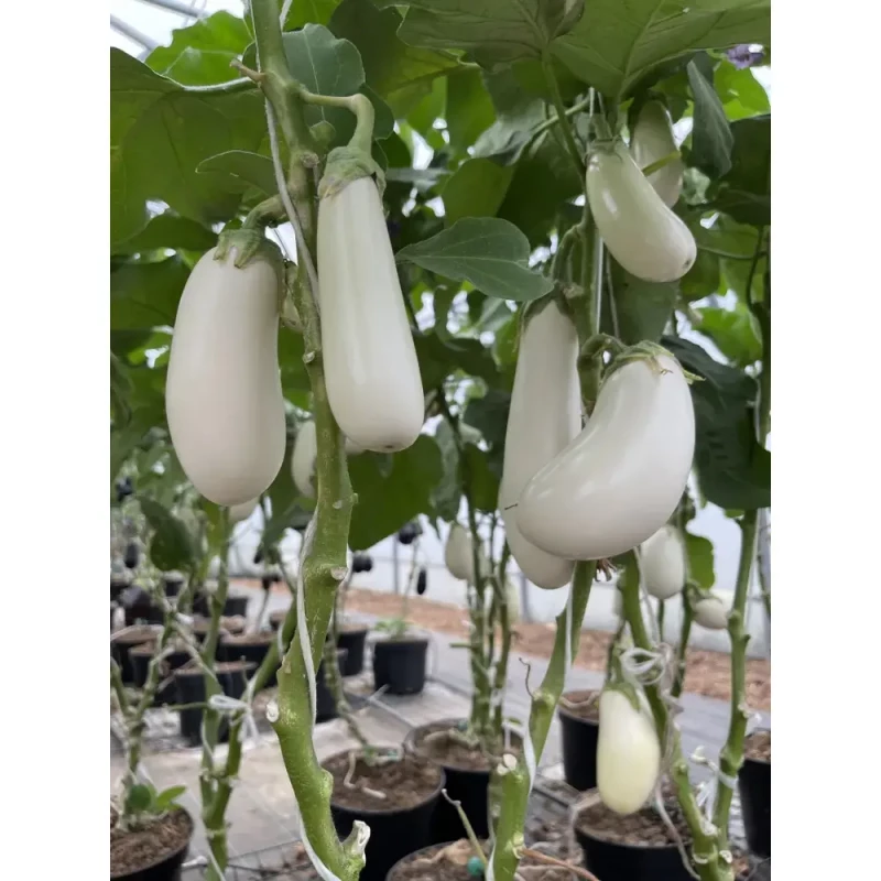 Коби F1 баклажан 1000 семян