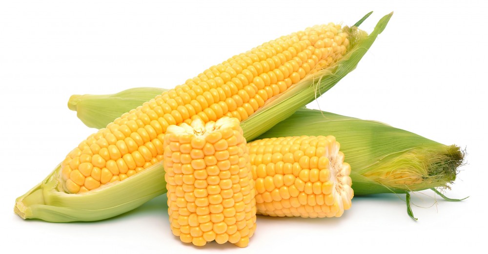 Кимбер Корн F1 семена кукурузы