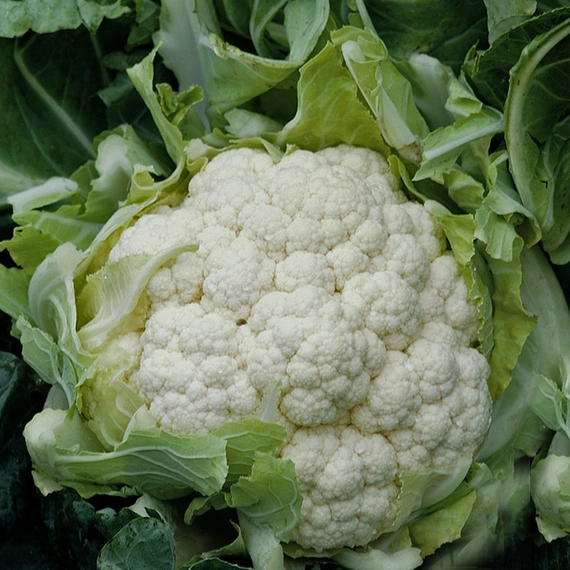 Картьер F1 капуста цветная 2500 семян