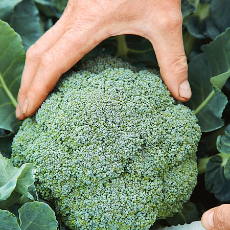 Монтоп F1 брокколи 2500 семян