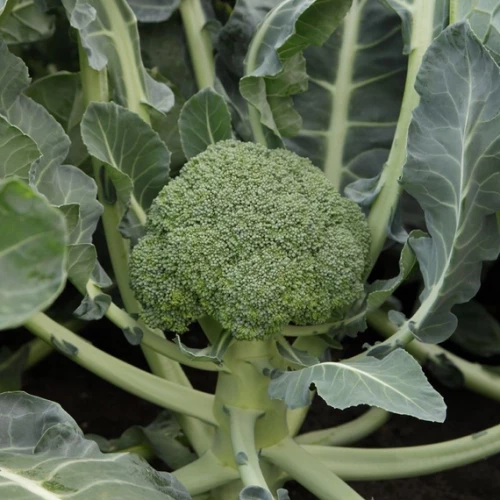 Монрелло F1 брокколи 2500 семян