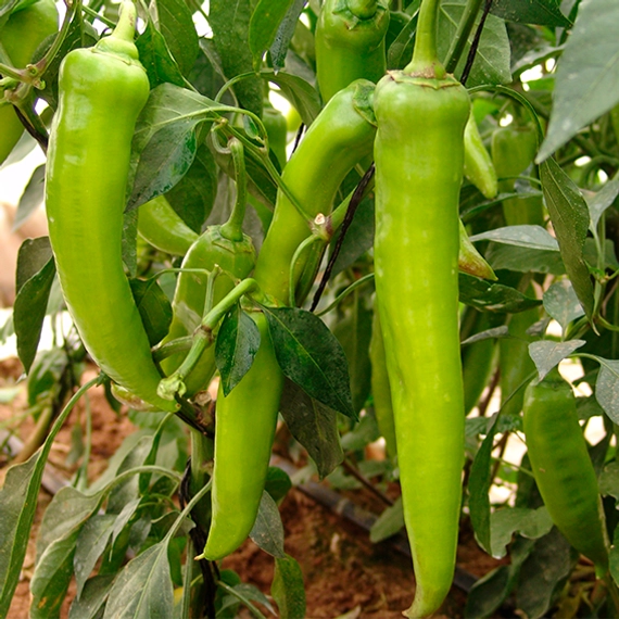 Чемси F1 перец острый 500 семян