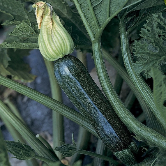 Супремо F1 кабачок 500 семян