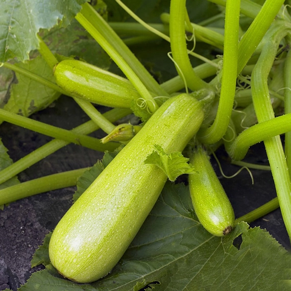 Каризма F1 кабачок 500 семян